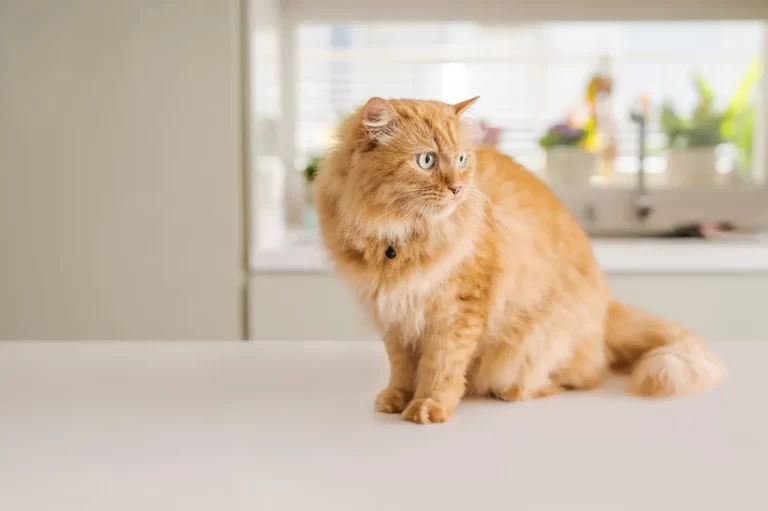 Resistencia al rayado